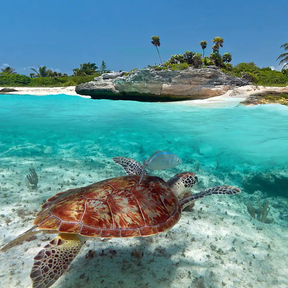 caribbean turtle