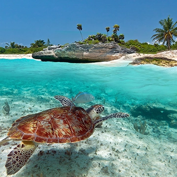 turtle swimming caribbean
