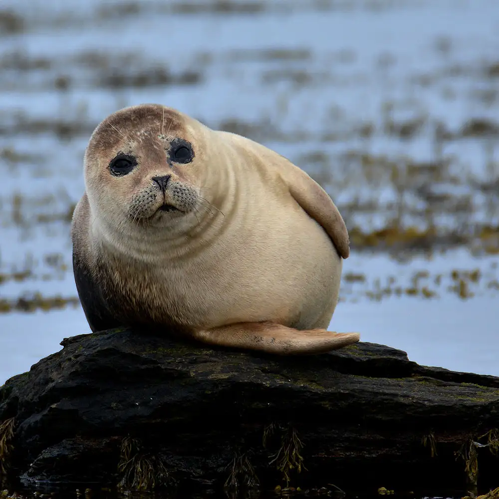 seal