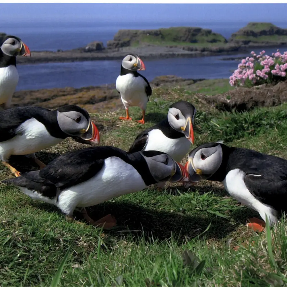 Treshnish