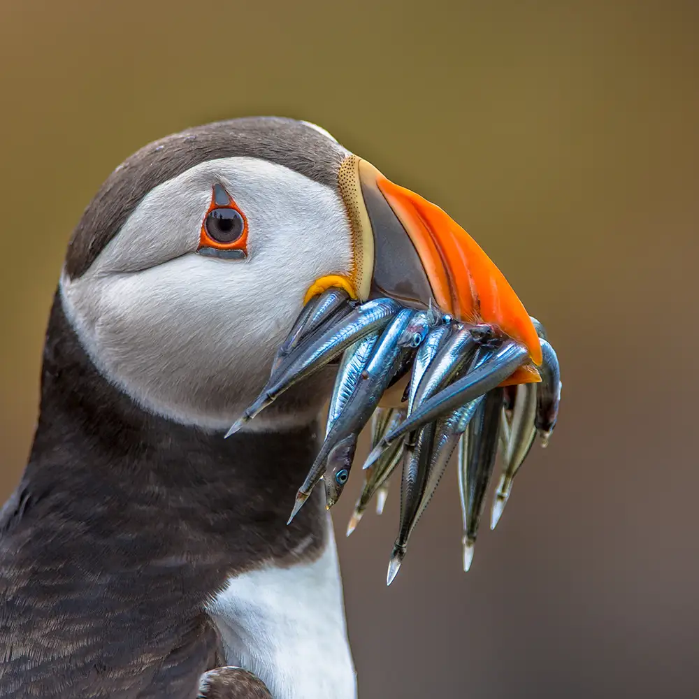 puffin