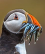 puffin