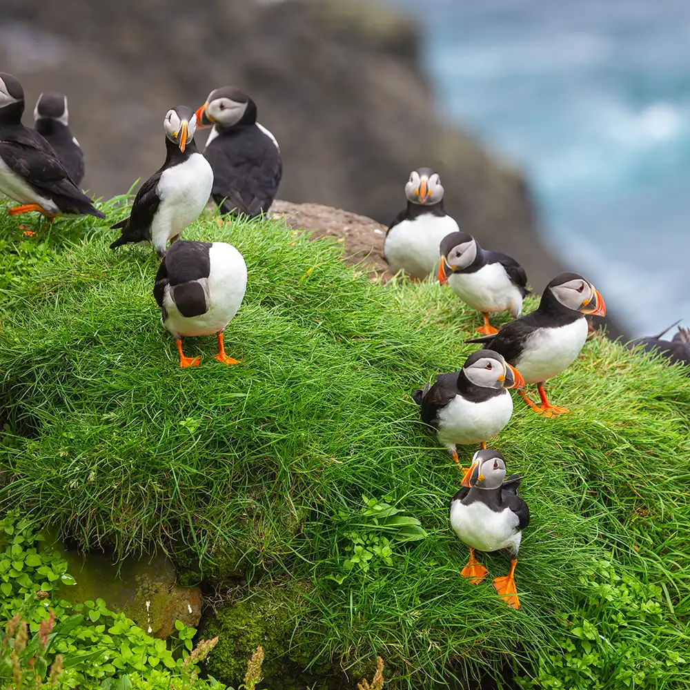 A group of Atlantic puffins perched on a grassy cliff in the Faroe Islands, their distinctive black-and-white plumage and bright orange beaks standing out against the lush green landscape. Some puffins are interacting, while others gaze out over the rugged coastline, with the blurred blue waters of the North Atlantic Ocean in the background. A perfect glimpse into the Faroe Islands’ rich wildlife and one of its most iconic seabird colonies.