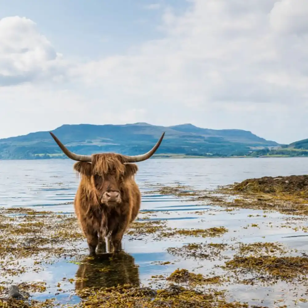 shetland ox