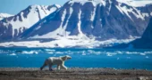 svalbard polar bear