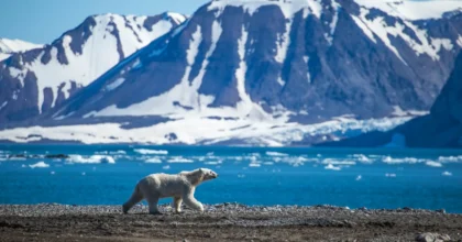 svalbard polar bear