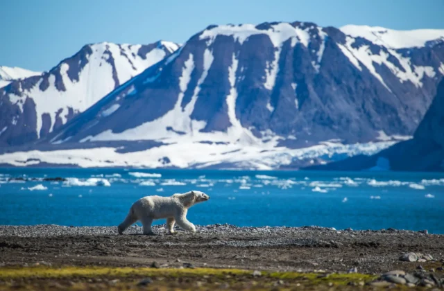 oso polar de svalbard