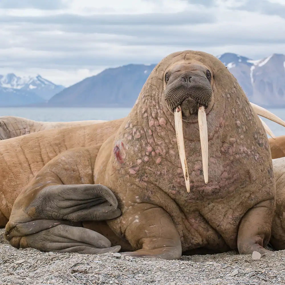 walrus