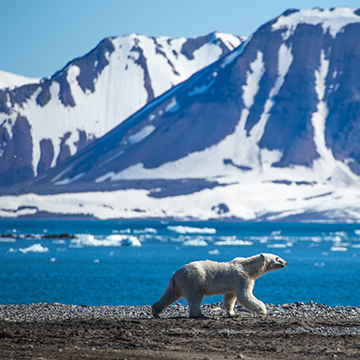 polar bear arctic sailing