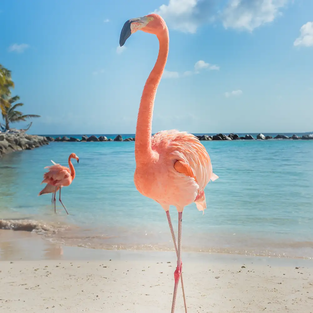 flamingo cuba