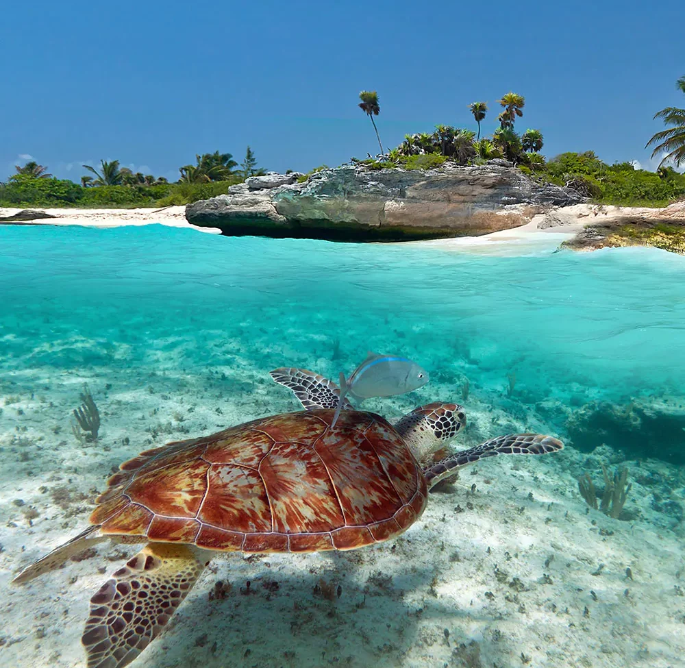 Caribbean turtle