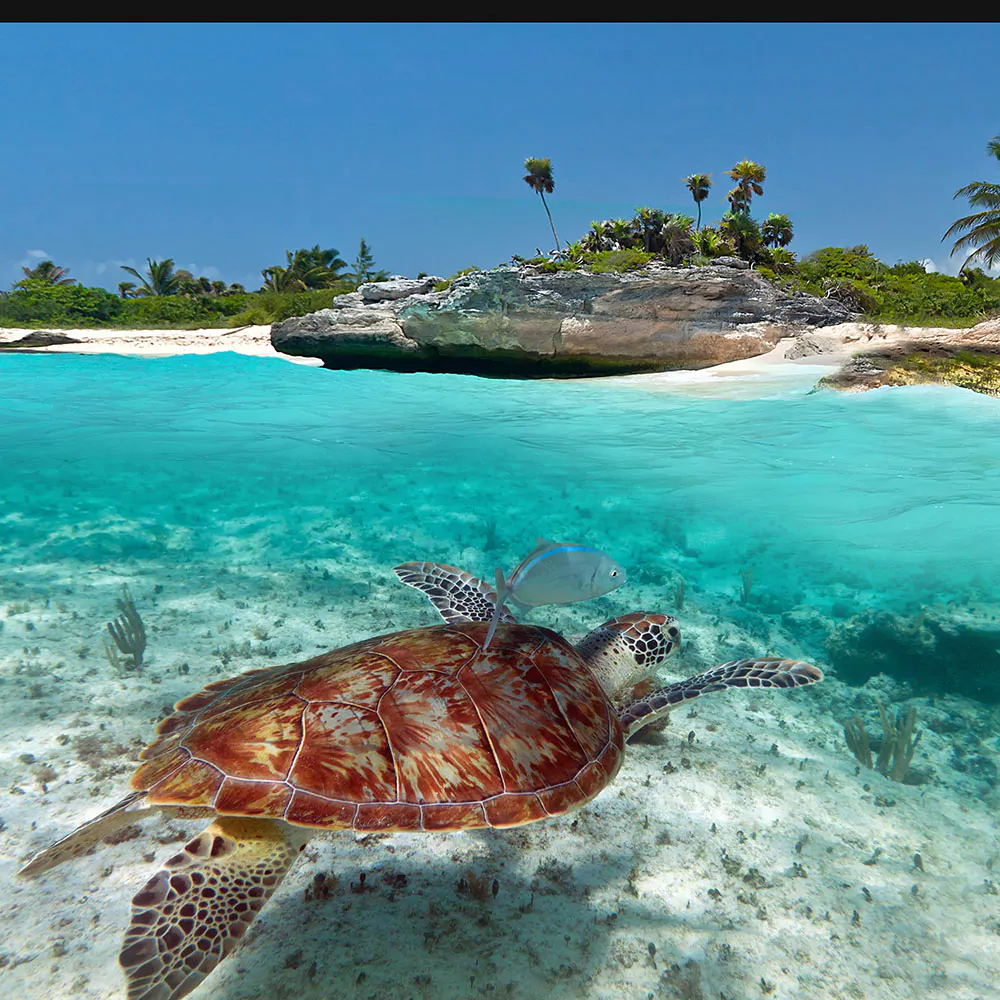 Caribbean turtle