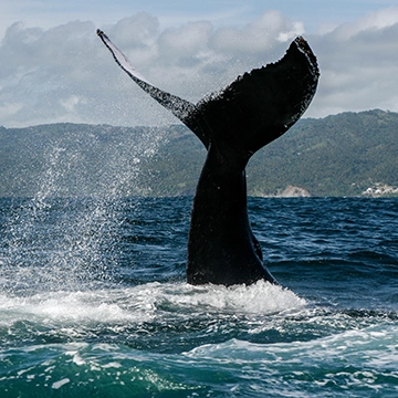 Whale sailing