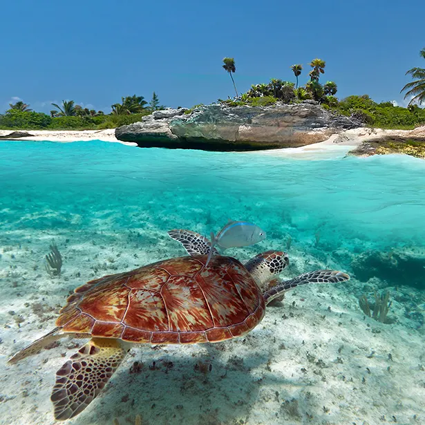 caribbean turtle